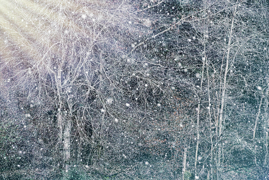 Gleaming Snow Digital Art by Linda Segerson