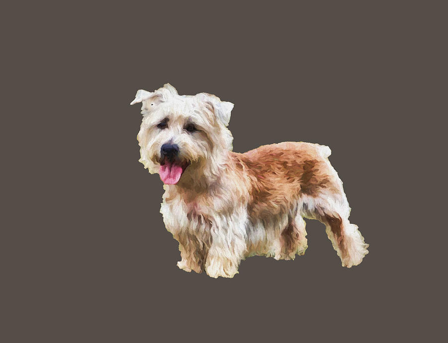 Glen of Imaal Terrier Painting by Doggy Lips