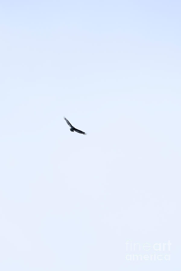 Gliding Along Photograph by Bentley Davis
