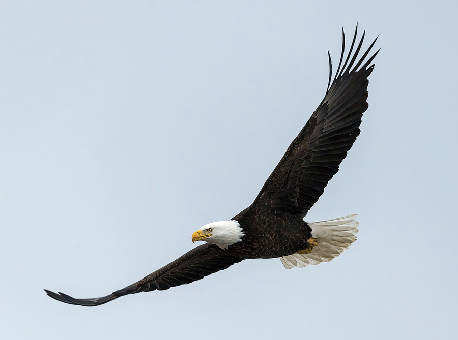 Gliding Bald Eagle Photograph by Loree Johnson