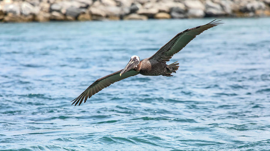 Gliding Brown Pelican  Photograph by Christina Carlson