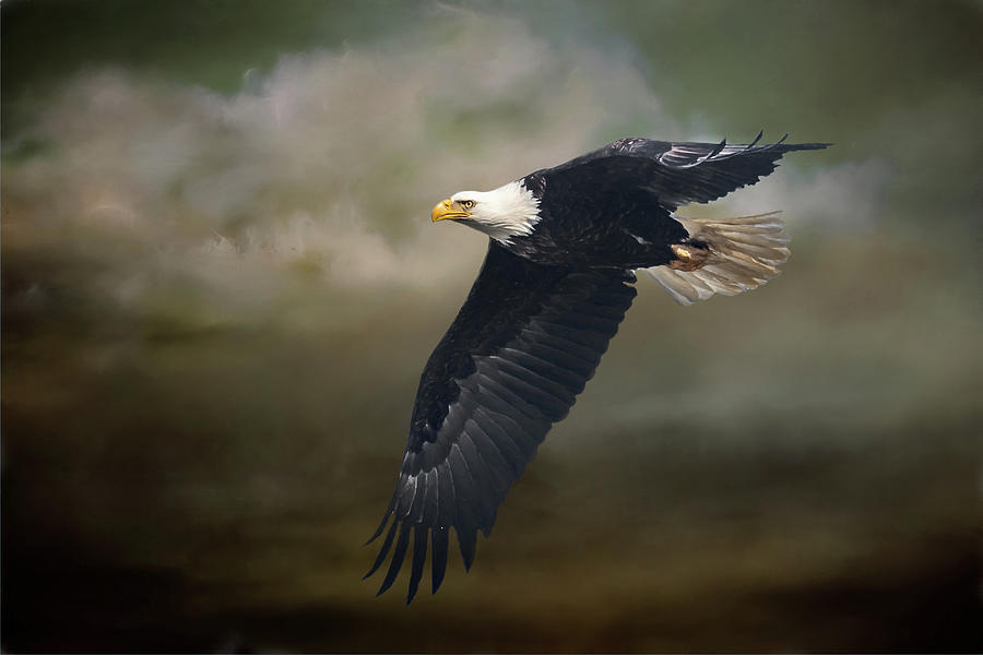Gliding Eagle Photograph by Paul Freidlund