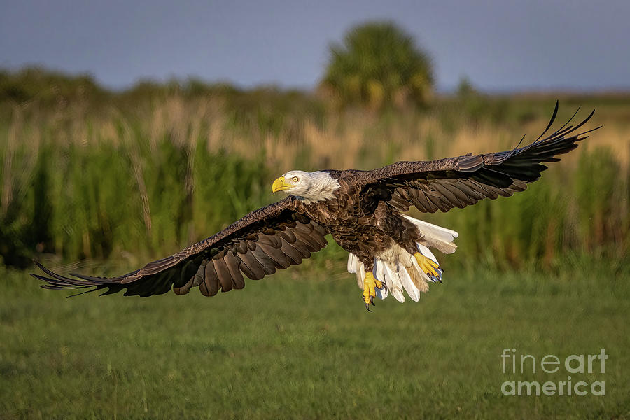 Gliding Eagle Photograph by Tom Claud