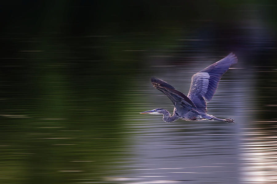 Gliding Great Blue Heron at a Wisconsin pond Photograph by Peter Herman