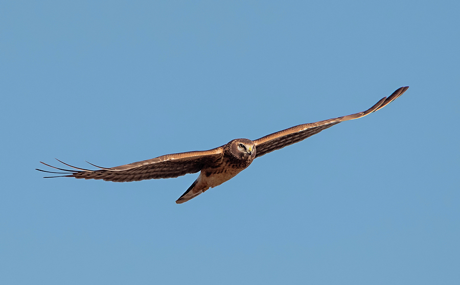 Gliding Harrier Photograph by Loree Johnson