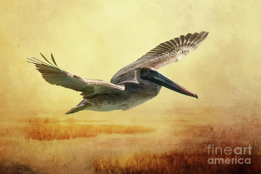 Pelican Photograph - Gliding Home by Ed Taylor