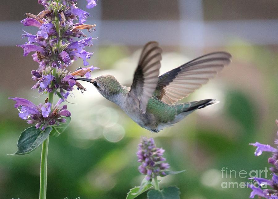 Gliding in the Agastache Photograph by Carol Groenen