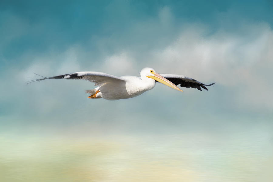 Gliding Into a Landing Photograph by Kim Hojnacki