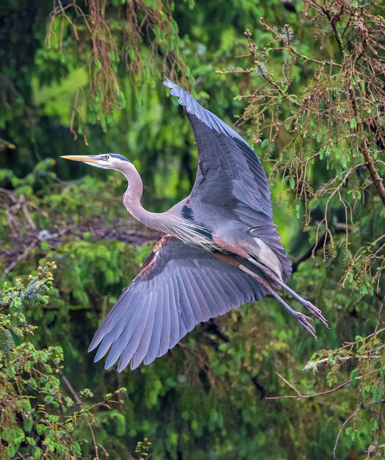 Gliding Photograph by Loree Johnson Gliding Photograph by Loree Johnson