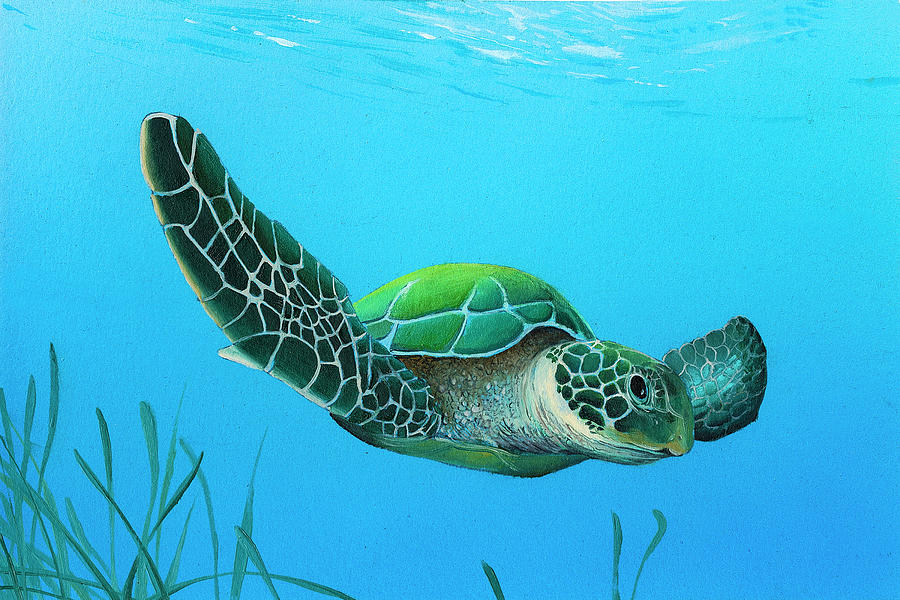 Sea Turtle Painting - Gliding by Mike Brown