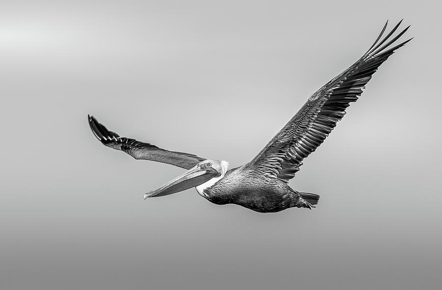 Gliding Photograph by Nick Borelli - Fine Art America