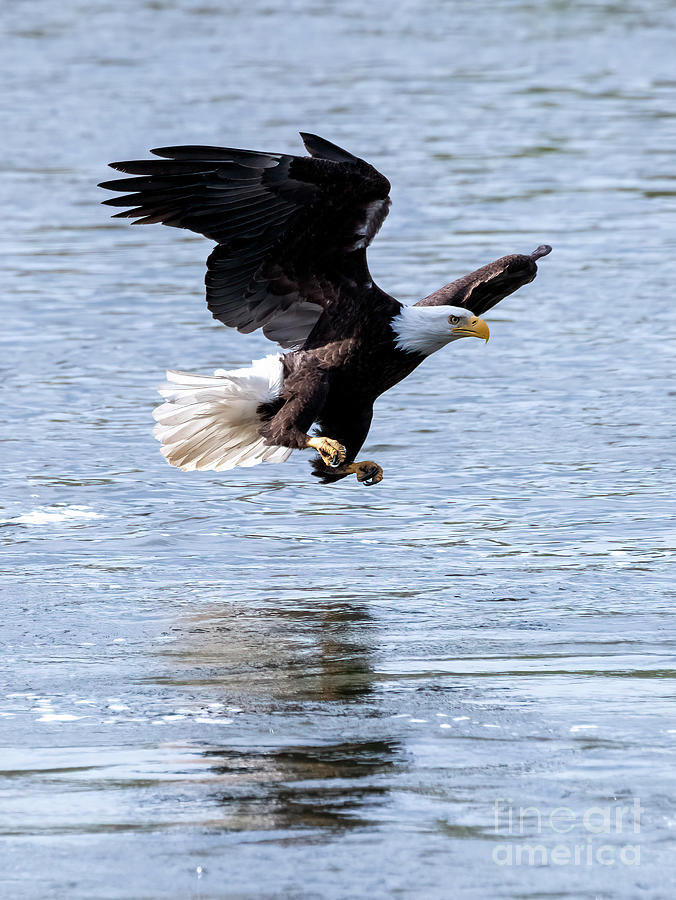Eagle Photograph - Gliding over the River by Michael Dawson