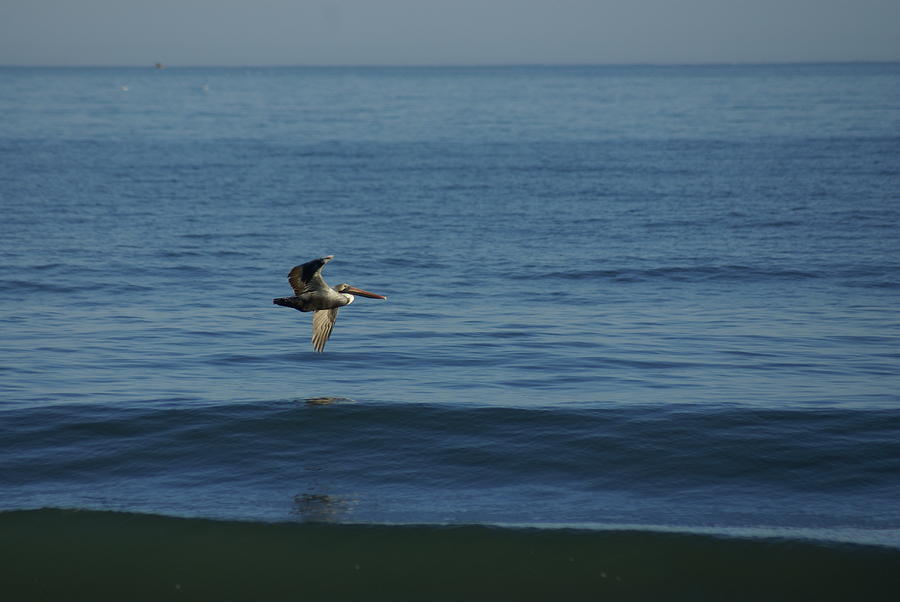 Gliding Pelican Photograph by Heather E Harman