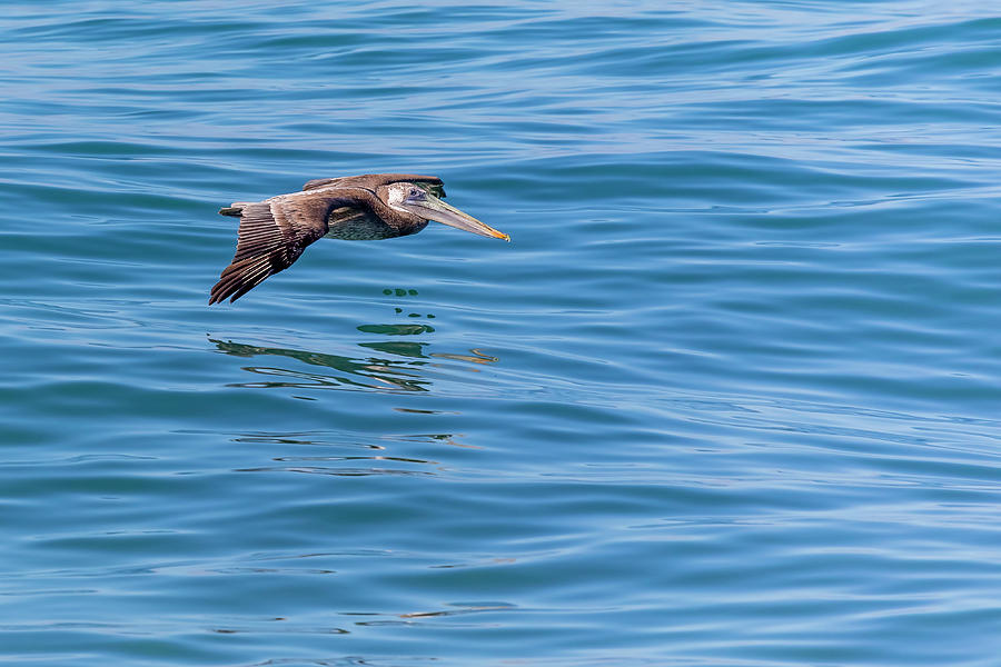 Gliding Pelican Photograph by Kelley King