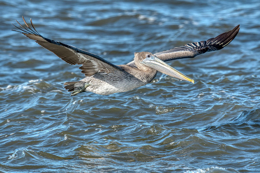 Gliding Pelican Photograph by Paul Freidlund