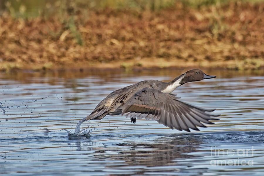 Gliding Pintail  Photograph by Ruth Jolly