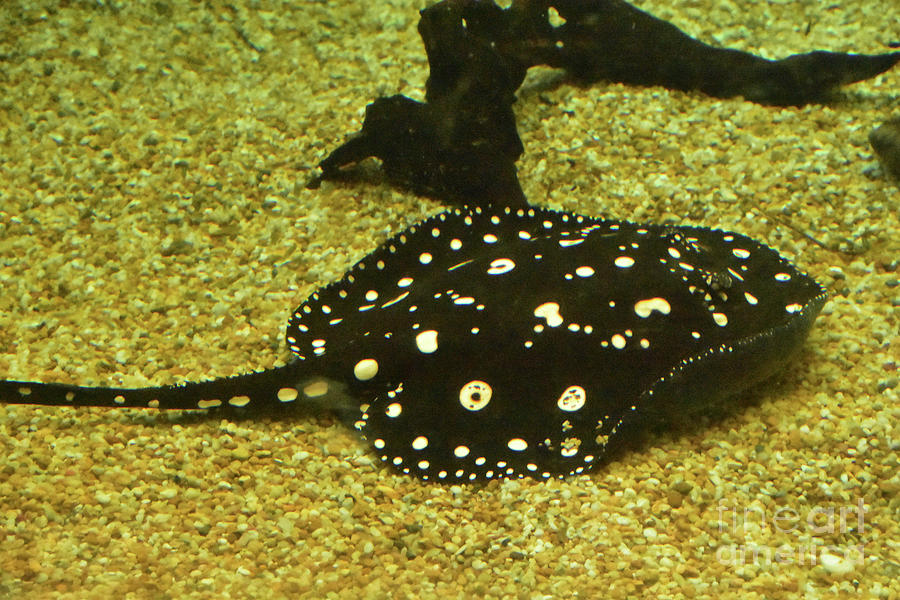 Gliding Spotted Stingray Moving Along Under the Water Photograph by ...