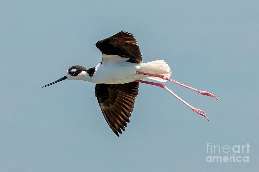 Wildlife Photograph - Gliding Stilt by Michael Dawson