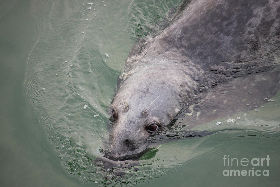 Seal gliding through the water Photograph by Jeannette Hunt
