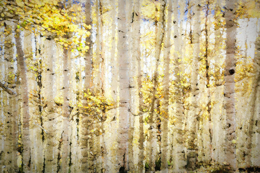 Glimmering Aspens Photograph by Donna Kennedy