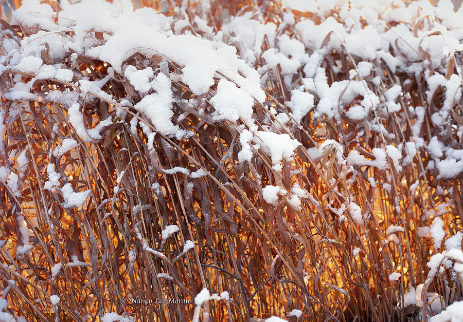 Glimmers of Wintertime Sun Photograph by Nancy Lee Moran