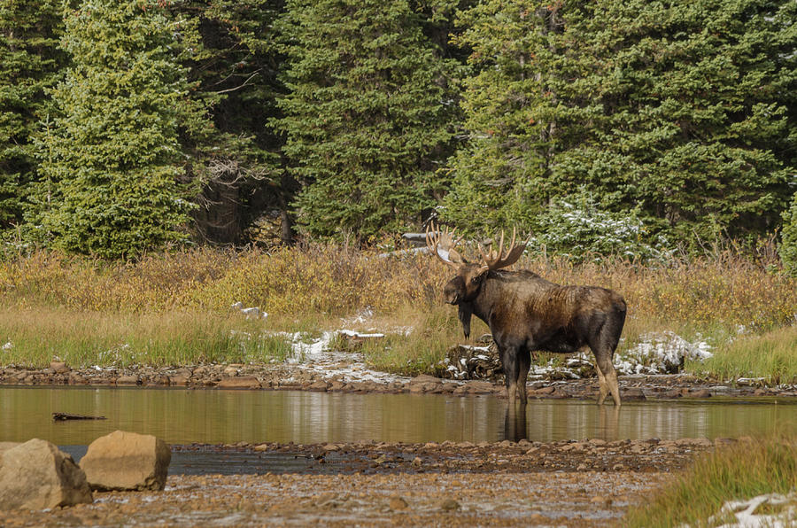 Glimpse of a Moose Photograph by Linda Villers