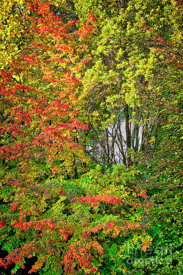 Glimpse of Autumn Photograph by Edmund Nagele FRPS