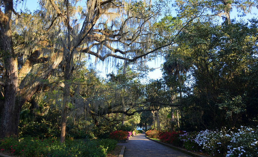 Glimpse of Lake from Maclay Gardens Walkway Photograph by Carla Parris