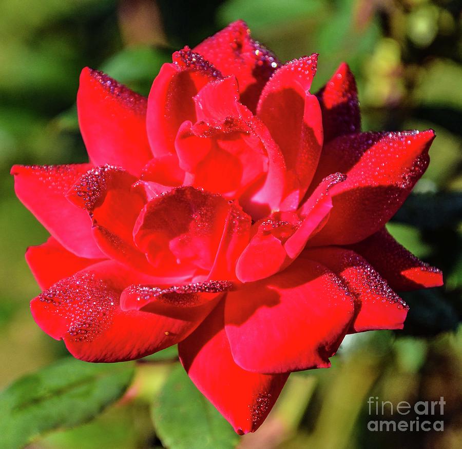 Glistening Dewdrops on Red Knock Out Rose Photograph by Cindy Treger ...