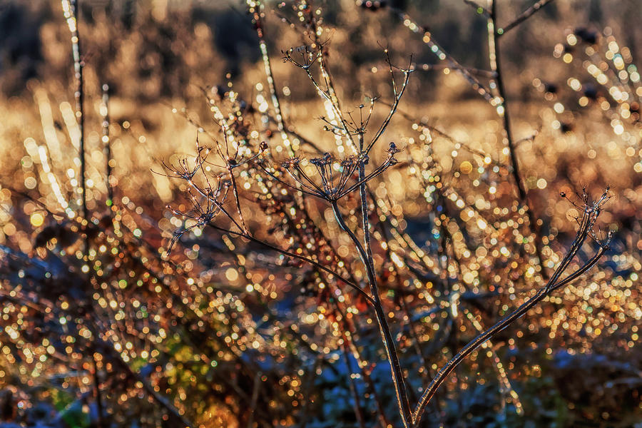 Glistening icy weeds Photograph by Tatiana Travelways