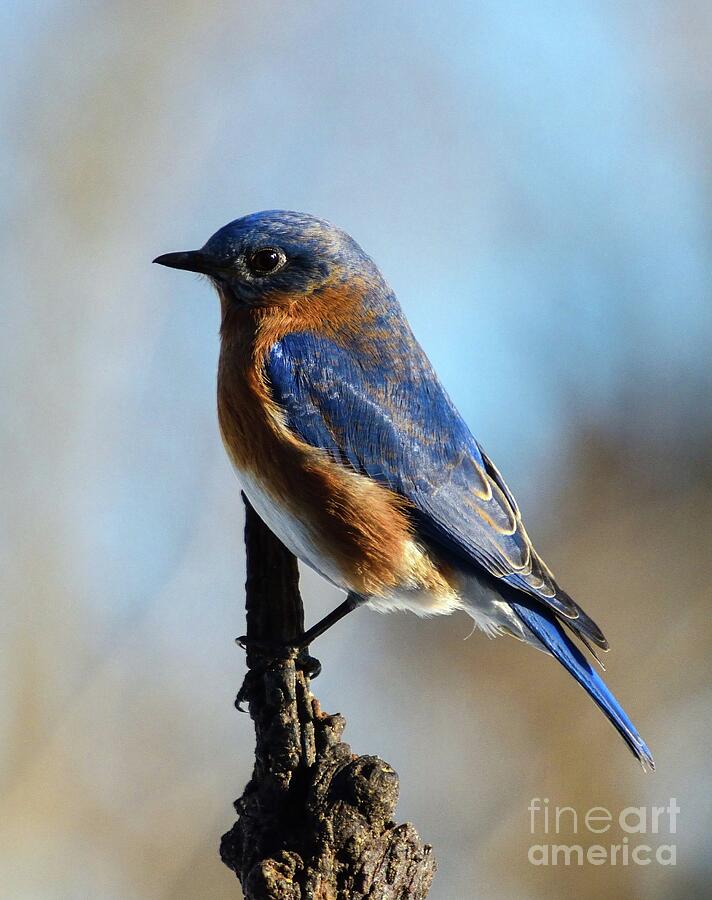 Glistening Male Eastern Bluebird Photograph