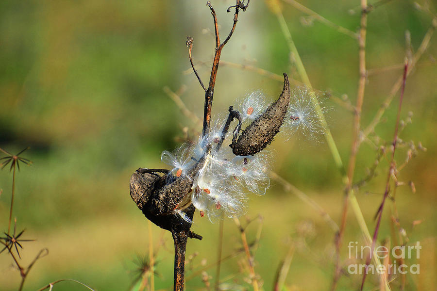 Glistening Milkweed Photograph by Cindy Manero