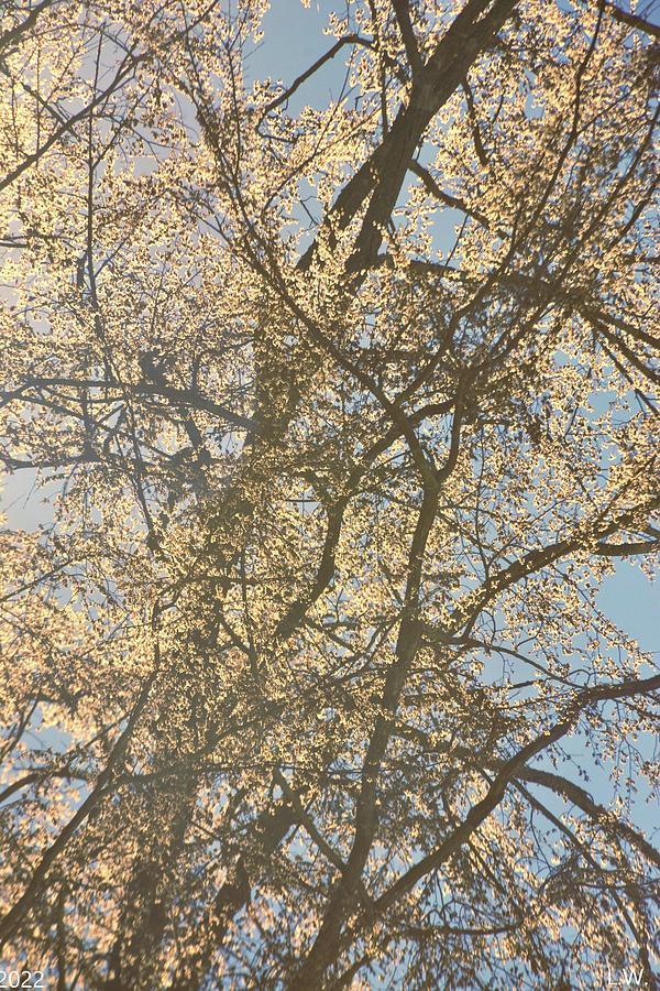 Glistening Spring Vertical Photograph by Lisa Wooten