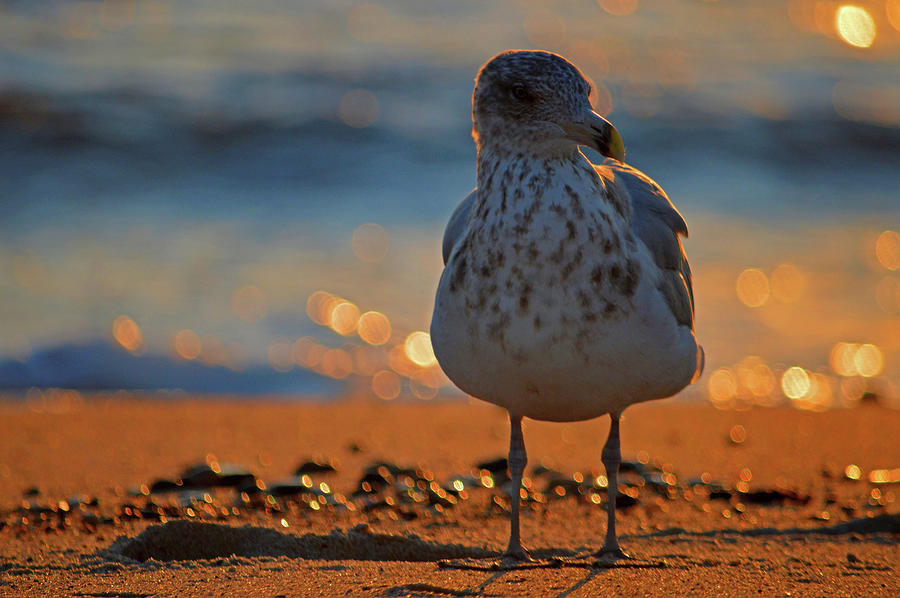Glitter Gull - Nauset Beach Photograph by Dianne Cowen Cape Cod Photography