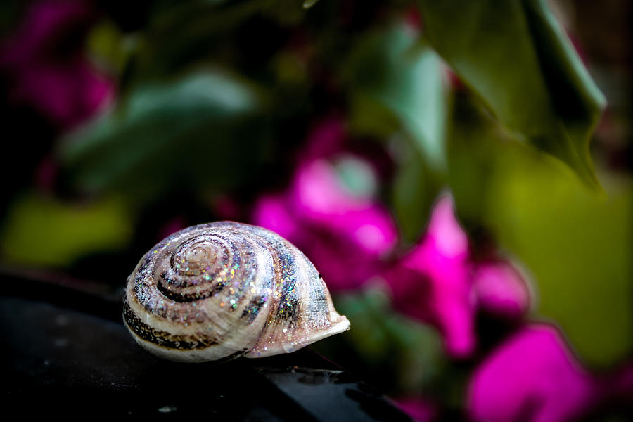 Glitter Snail Polish Photograph by W Craig Photography