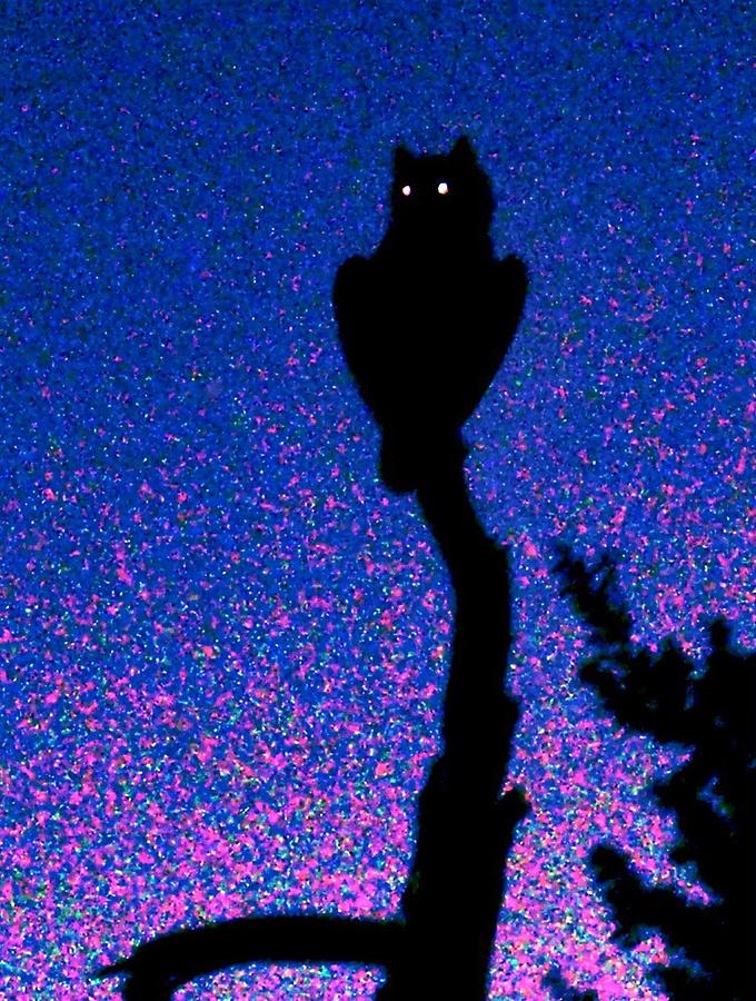 Glittering Great Horned Owl Photograph by Judy Kennedy
