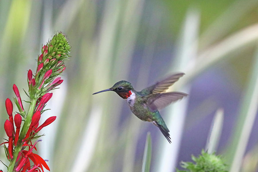 Glittering Hummingbird Photograph by Debbie Oppermann