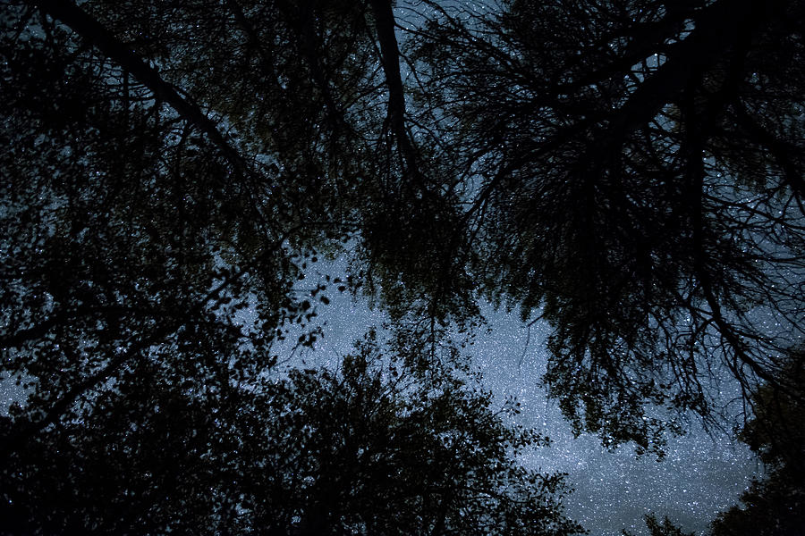 Glittering night sky through an Aspen Forest silhouette Photograph by Tyler Hulett