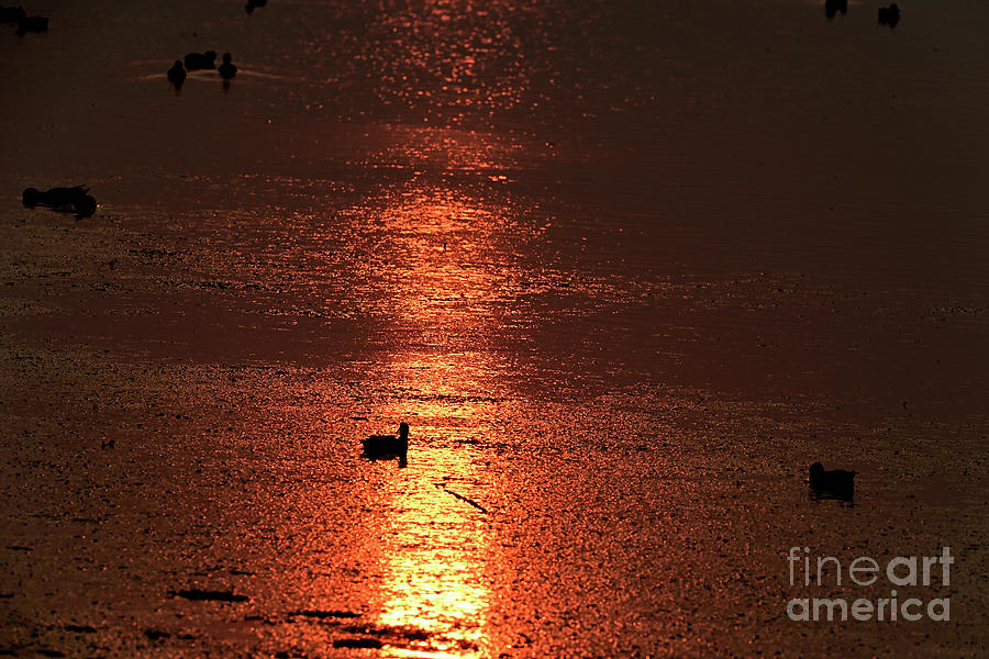 Glittering Sunset Lake Water Photograph by Amazing Action Photo Video