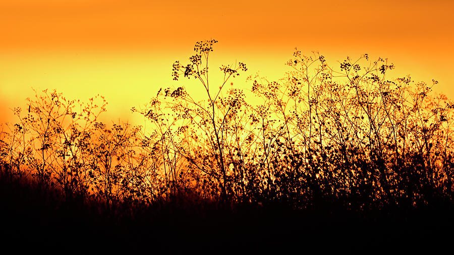 Glittering Sunset setting the bush ablaze Photograph by Amazing Action Photo Video