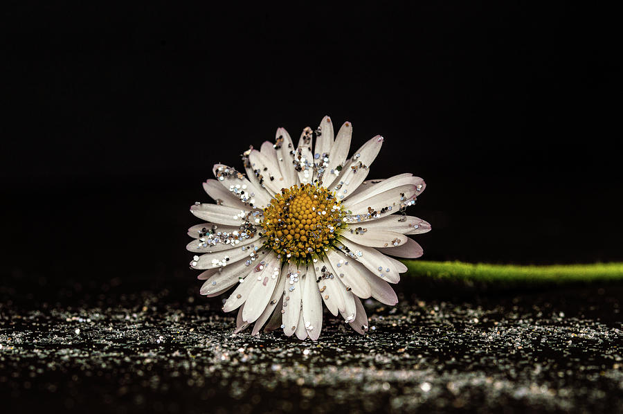 Glittery Daisy flower Photograph by Stephen Jenkins - Fine Art America