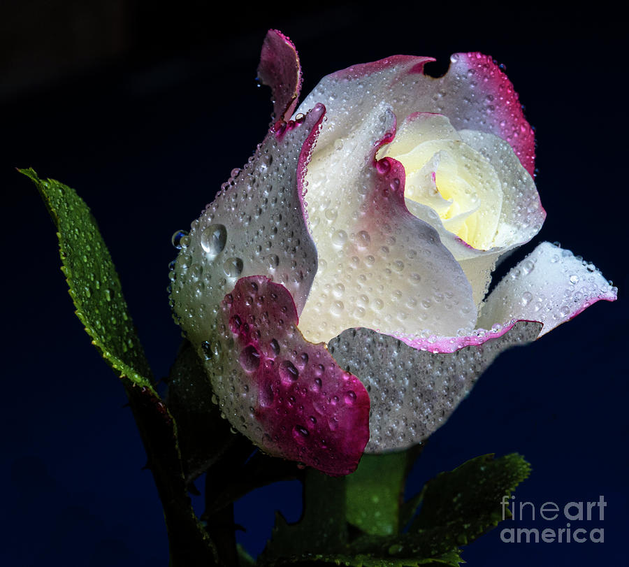 Rose Photograph - Glitzy by Doug Norkum
