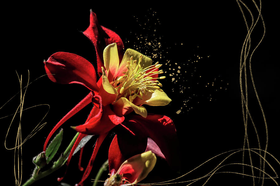 Glitzy Red Columbine Photograph by Donna Kennedy