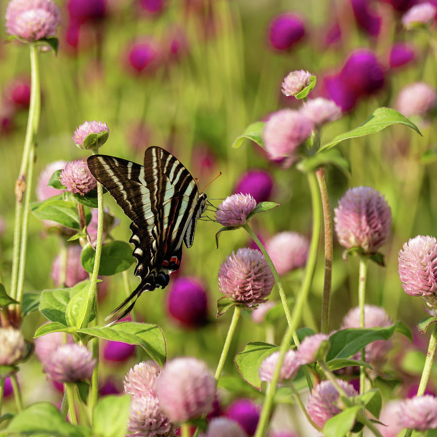 Globe Amaranth Flowers And Butterfly Photograph