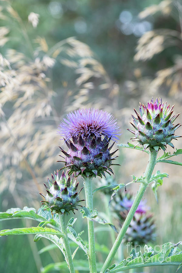 Globe artichokes in Early Autumn Photograph by Tim Gainey