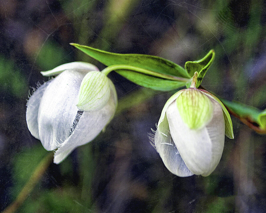 Globe Lilly Photograph by William Havle