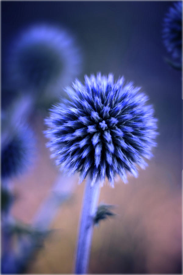 Globe Thistle #02 Photograph by Sabine Schiebofski - Fine Art America