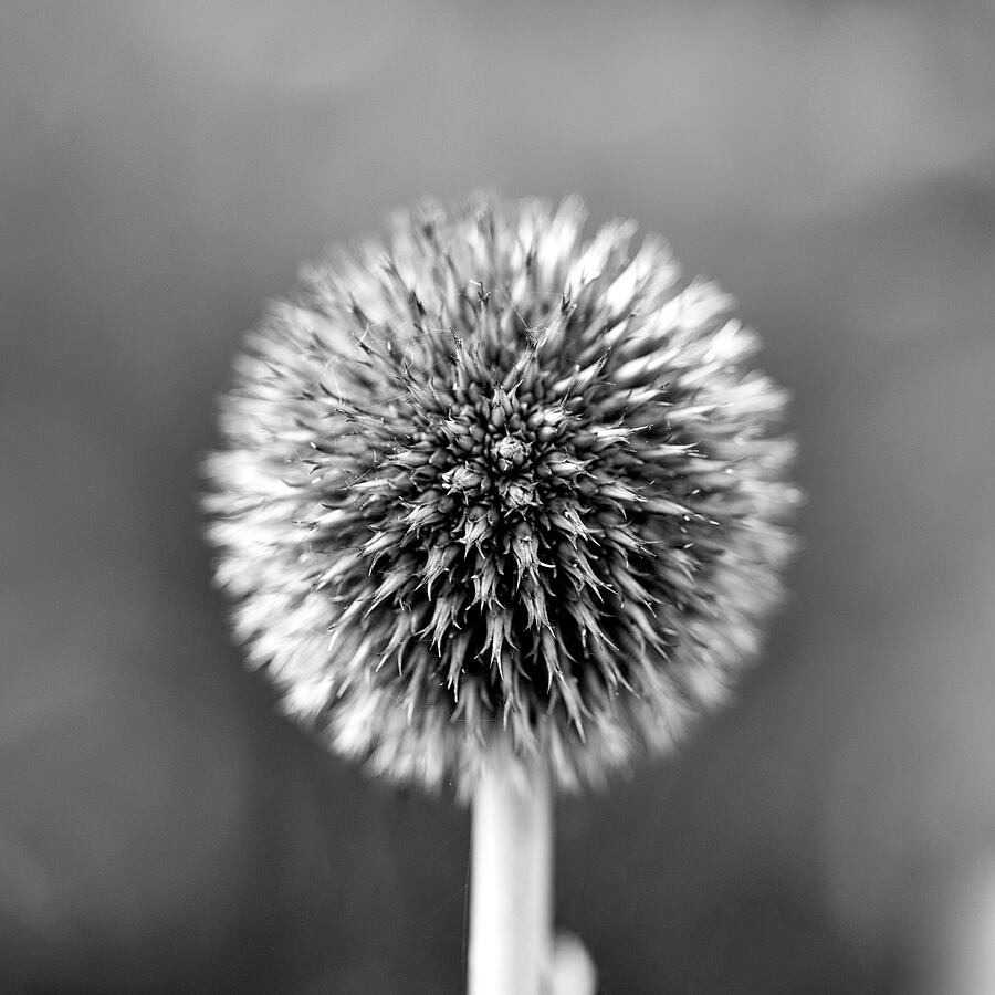 Globe Thistle Black And White Photograph by Tanya C Smith