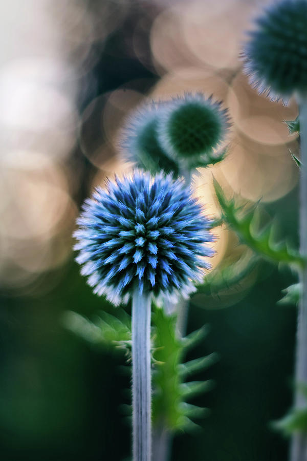 Globe Thistle #01 Pyrography by Sabine Schiebofski - Fine Art America