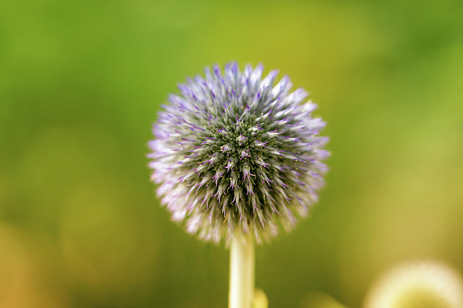Globe Thistle Photograph by Tanya C Smith